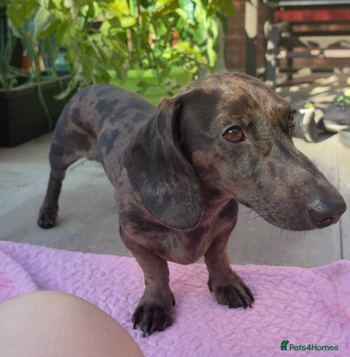 Miniature Dachshund dogs Miniature grey/black dapple Daschund for Stud - Advert 20