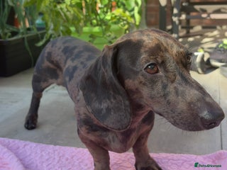 Miniature Dachshund dogs - Advert 2