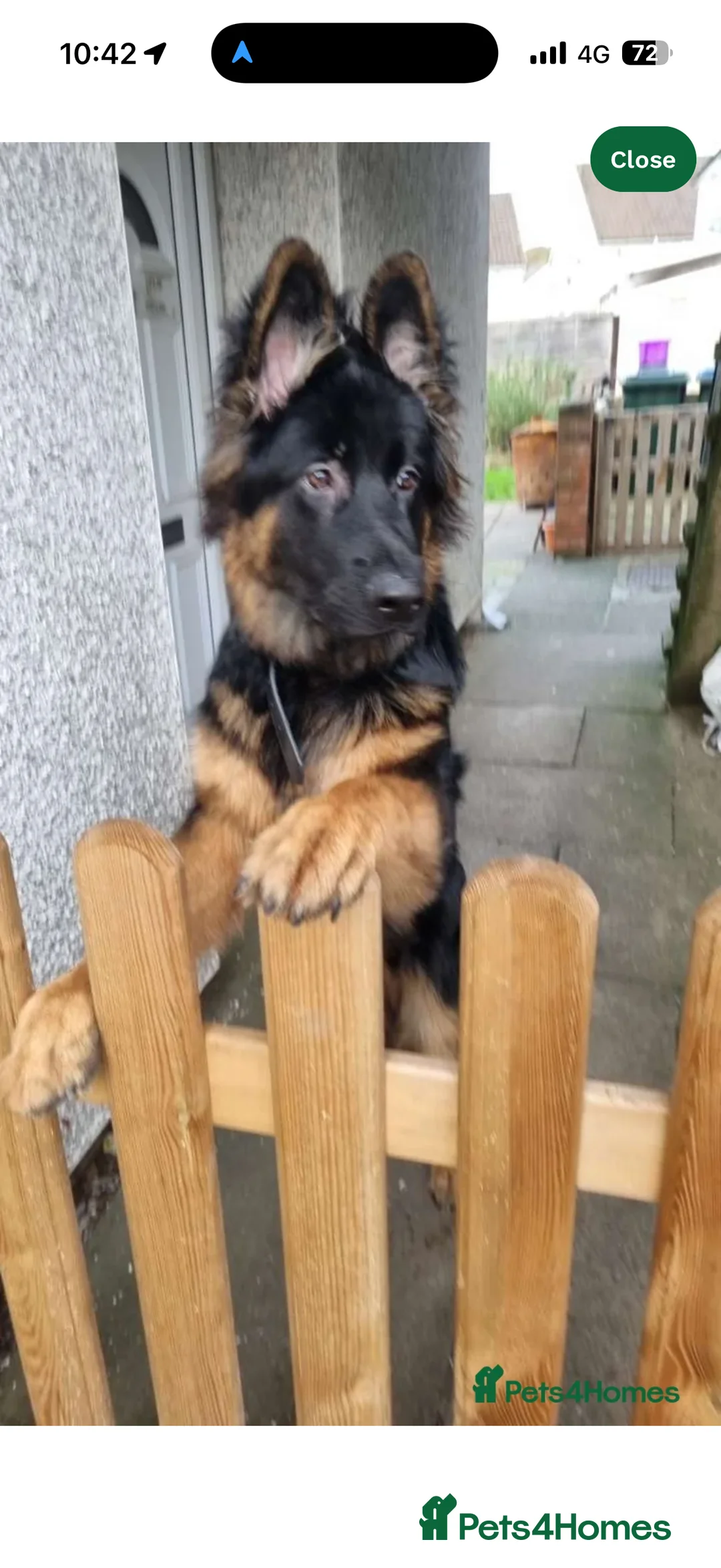 German Shepherd dogs for sale: German Shepherd - 8 months/ Looking for new home in Kettering - Advert 3