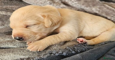 Labrador Retriever dogs KC Registered Labrador Puppies – Family Raised - Advert 6