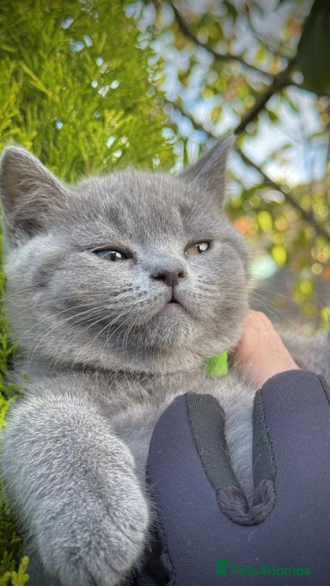 British Shorthair cats for sale: Adorable British Shorthair Blue and Lilic kittens - Advert 35