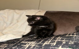 Domestic Shorthair cats for sale: Kittens  - Image 9