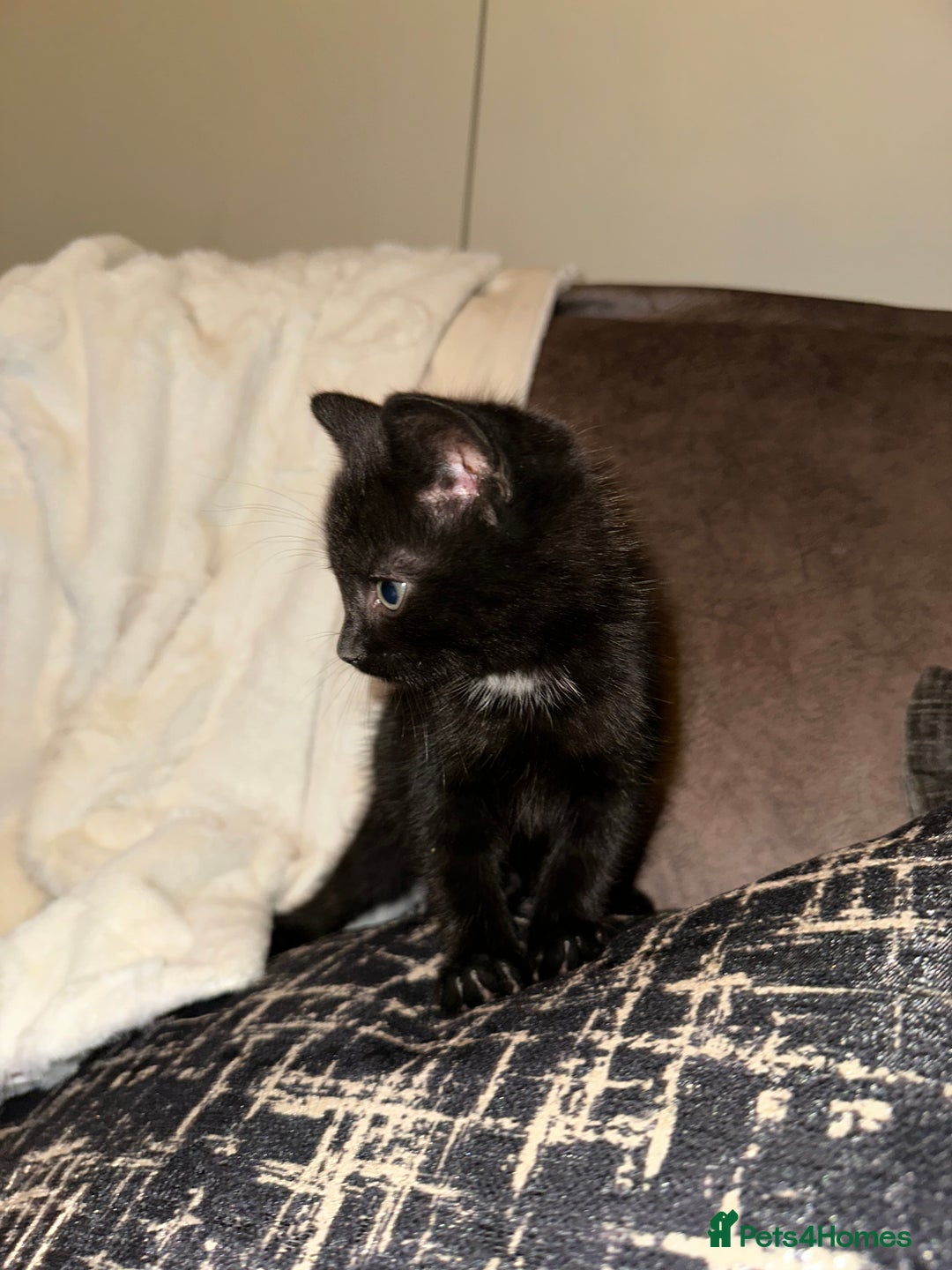Domestic Shorthair cats for sale: Kittens  - Image 9