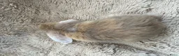 Mini Lop rabbits for sale: Mini Lops Ready to Leave  - Advert 11