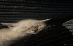 Ragdoll cats for sale: 3 blue lynx and 1  blue Ragdoll x Bengal kittens  - Image 3