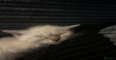 Ragdoll cats - Advert 15