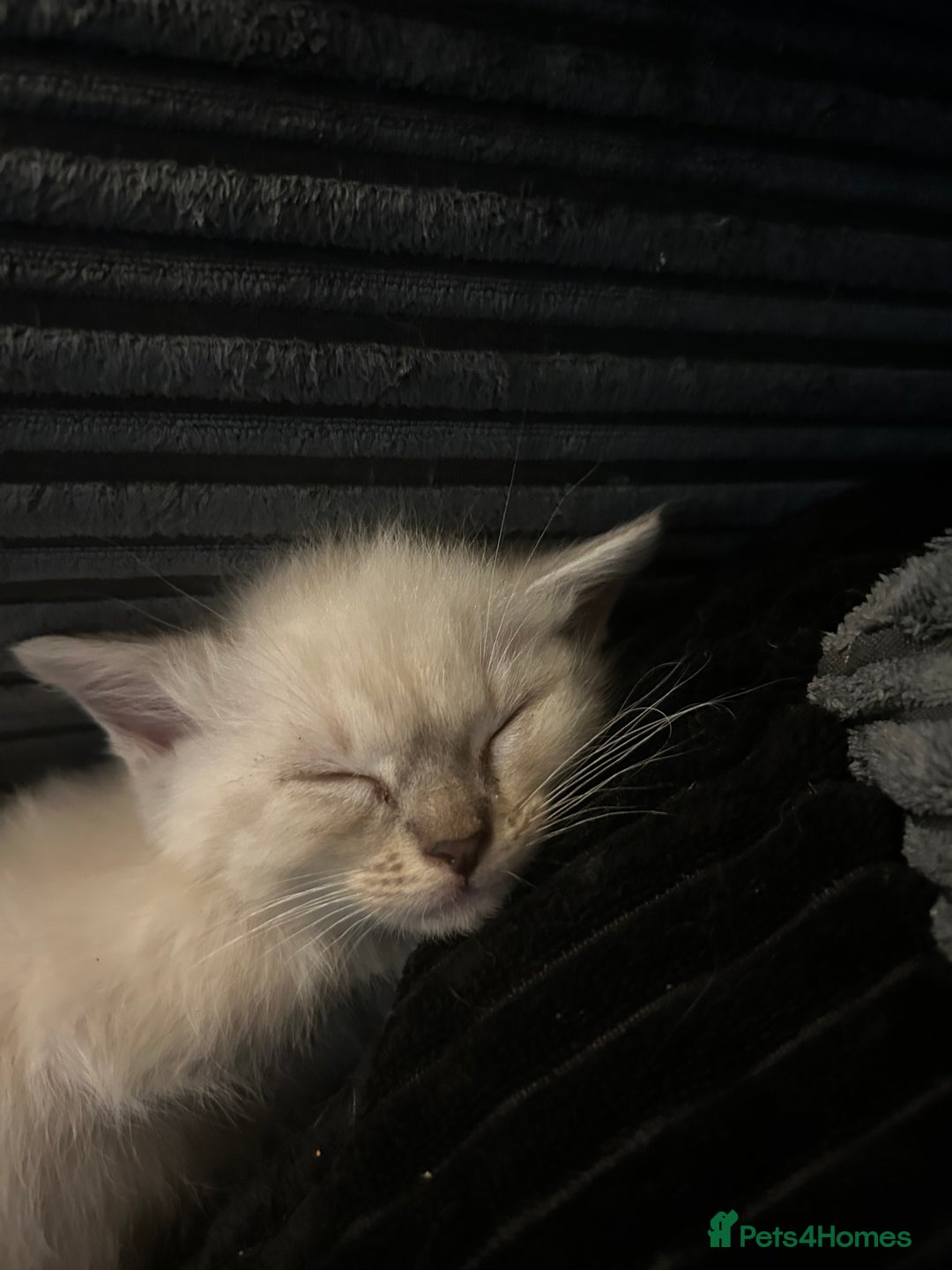 Ragdoll cats for sale: 3 blue lynx and 1  blue Ragdoll x Bengal kittens  - Image 3