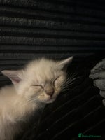 Ragdoll cats - Advert 9