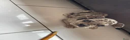 French Bulldog dogs for sale: French bulldog  - Advert 9
