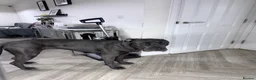 Cane Corso dogs for sale: Reluctantly rehoming my Beautiful Cane Corso - Advert 25