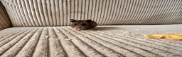 Hamster rodents for sale: Syrian hamster babies - Advert 13