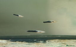 Platies fish for sale: Platie babys - Image 3