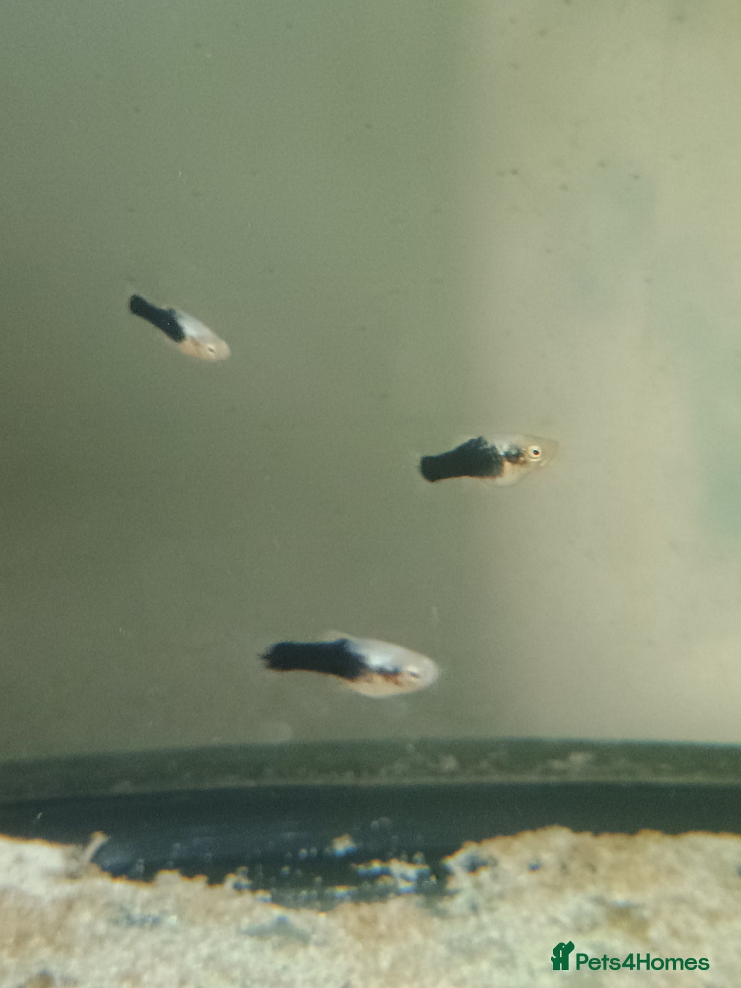 Platies fish for sale: Platie babys - Image 3