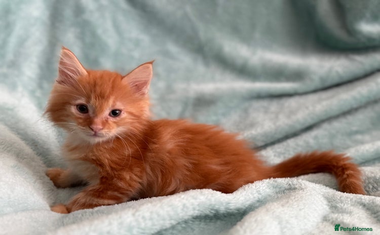 Maine Coon cats - Advert 4