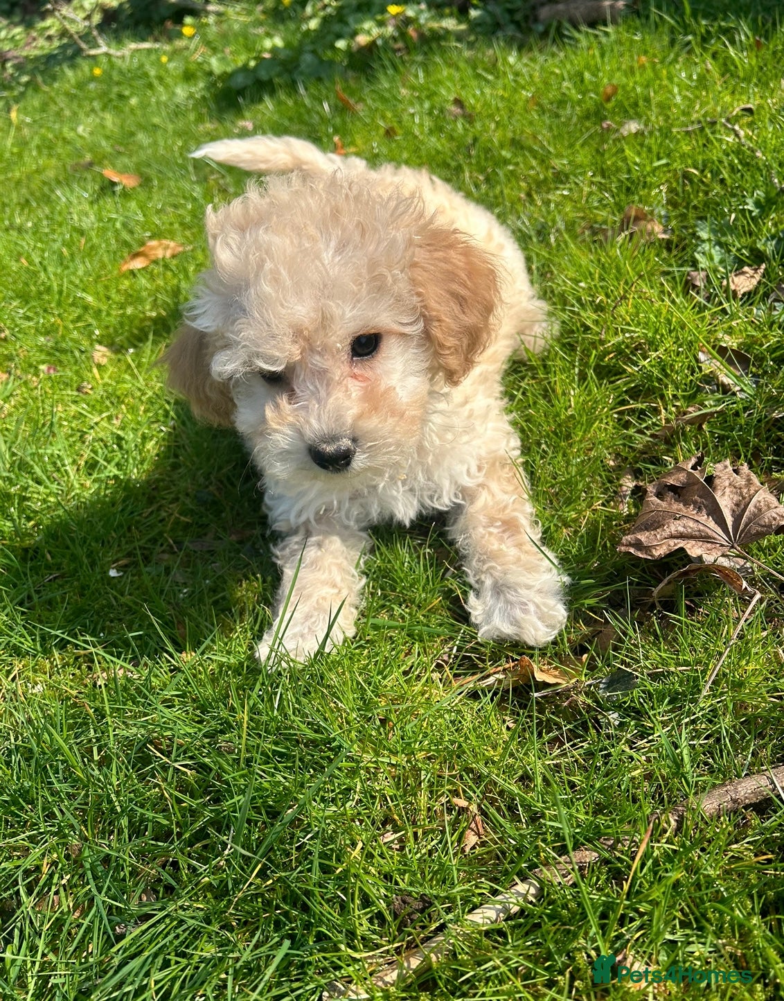 Poochon dogs for sale: Beautiful F1 Poochon puppies  - Advert 3