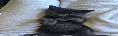 Mixed Breed Kitten 3