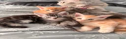 Maine Coon cats for sale: 3 x beautiful Mainecoon kittens in Colchester - Advert 8