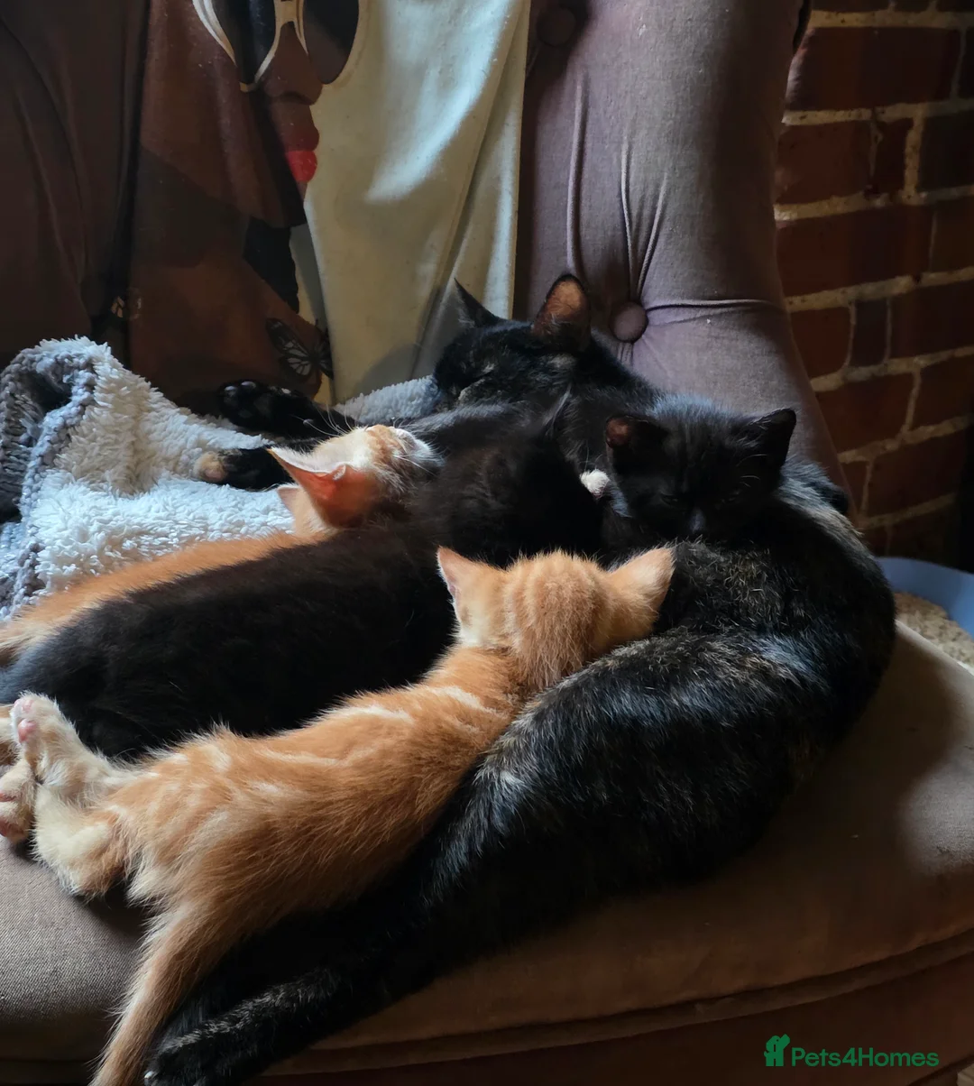 Mixed Breed cats for sale: Bengal-X Kittens  - Advert 2