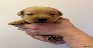 Goldador dogs - Advert 9