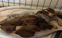 Mixed Breed dogs for sale: Dachshunds for sale  - Image 1