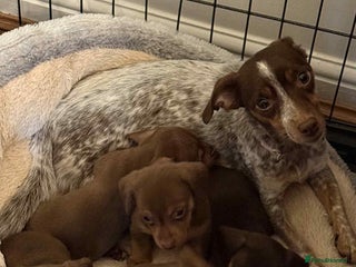 Mixed Breed dogs - Advert 22