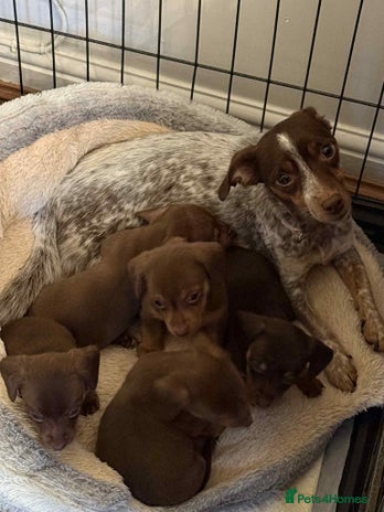 Mixed Breed dogs - Advert 1