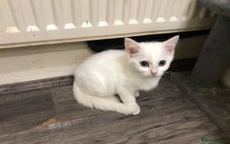 Scottish Fold cats for sale: Scottish fold kittens  - Image 6
