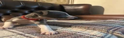 Whippet dogs for sale: 🐾 Exceptional KC Registered Whippet Puppies - Advert 27