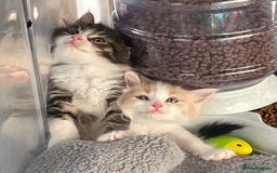 Maine Coon cats for sale: Maine coon x domestic kittens. One girl left - Image 2