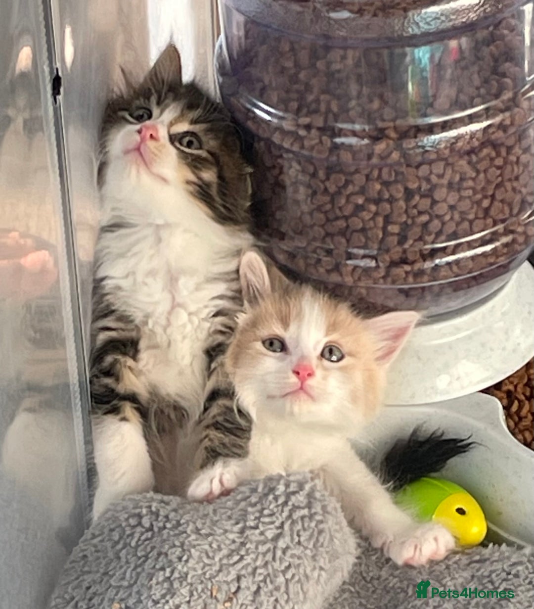 Maine Coon cats for sale: Maine coon x domestic kittens. One girl left - Image 2