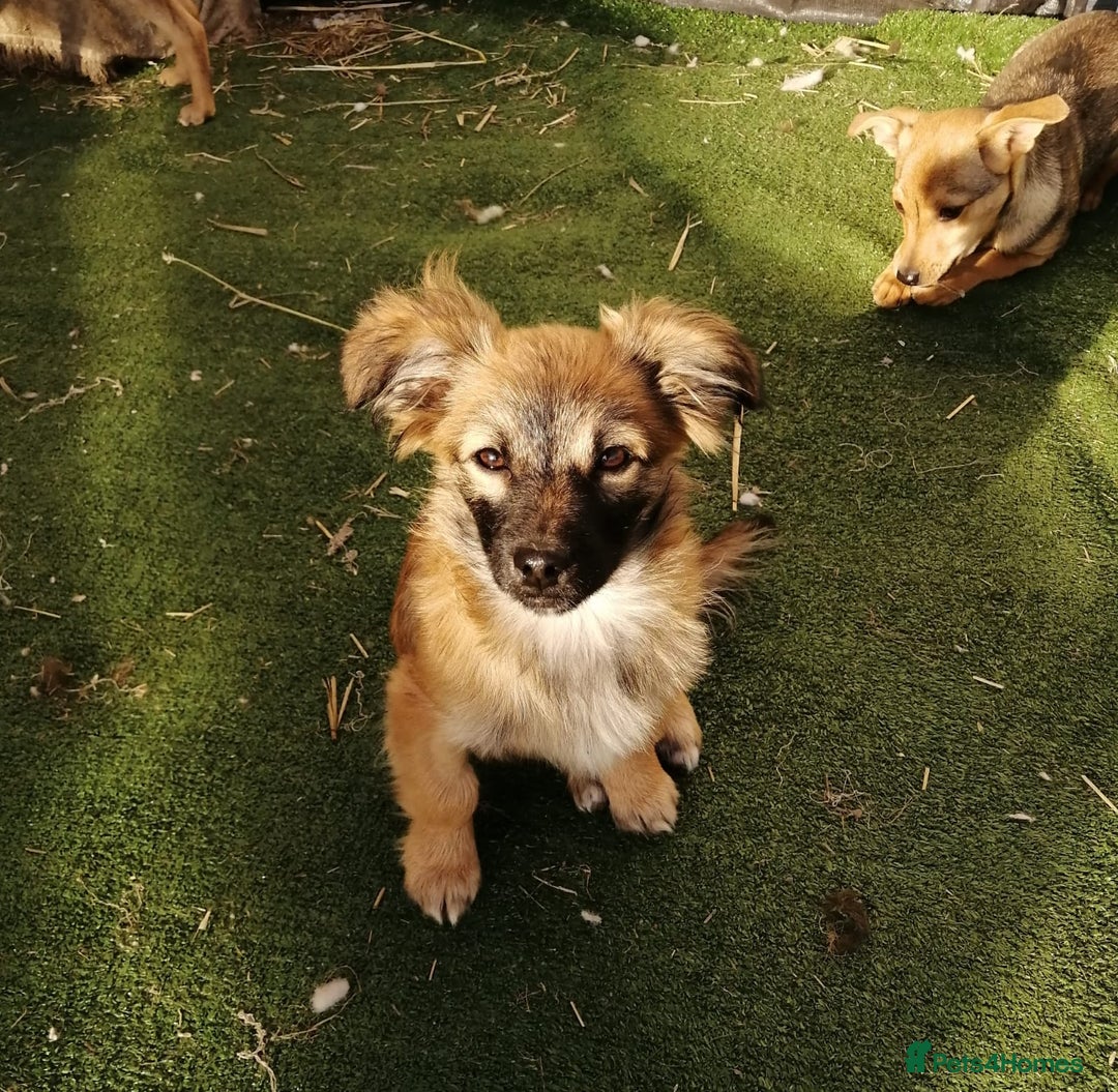 Mixed Breed dogs for adoption: 💙🐶 FUNTIK 🐶💙 - Advert 1