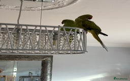 Parakeets birds for sale: 2 Ringneck parakeets  - Image 3