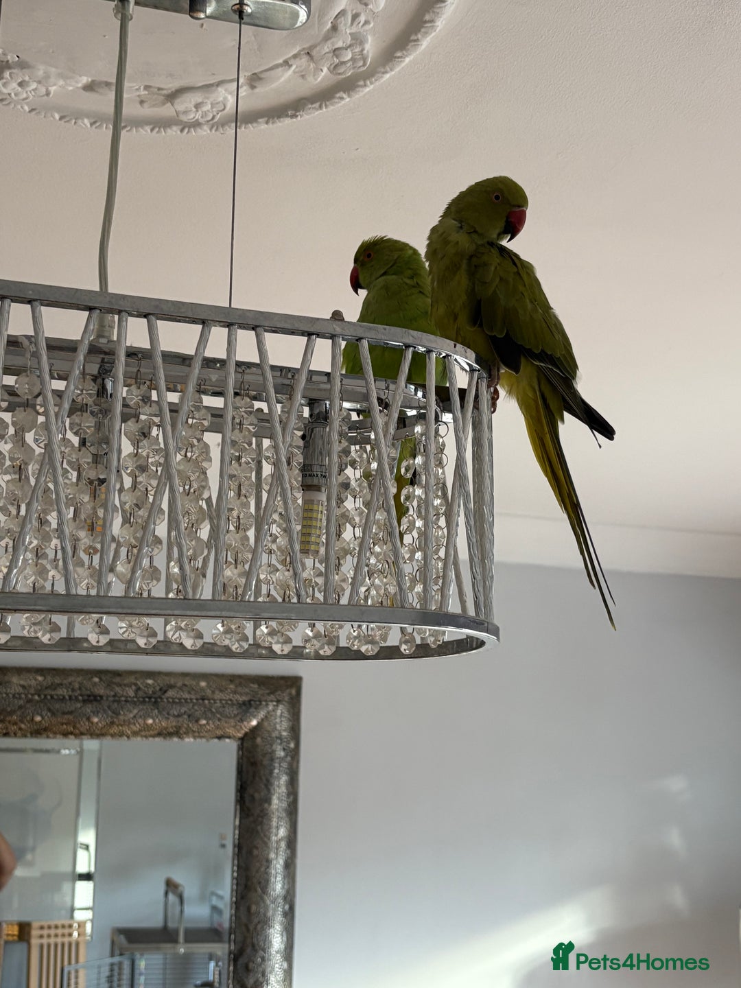 Parakeets birds for sale: 2 Ringneck parakeets  - Image 3