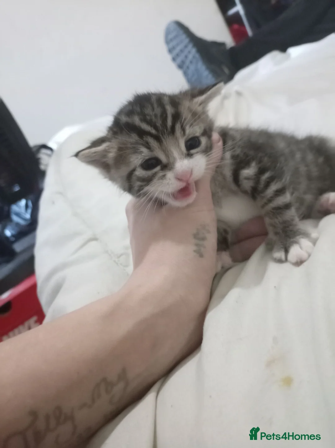 Mixed Breed cats for sale: Kittens for sale  in Birmingham - Advert 2