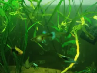 Live Bearers fish Guppys and Plattys - Advert 14