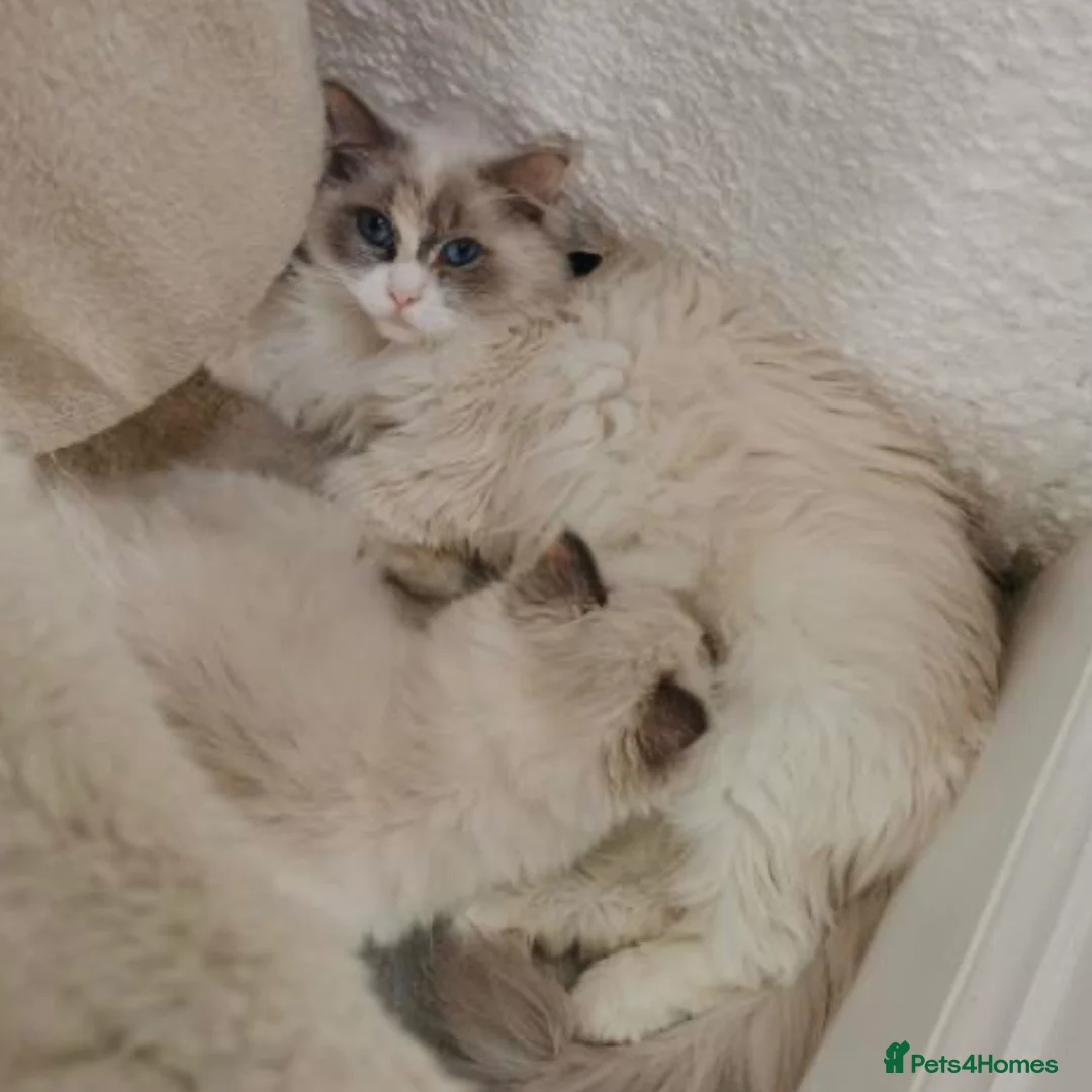 Ragdoll cats for sale: Blue Tortie Point Mitted Ragdoll Kittens in Haddington - Advert 13