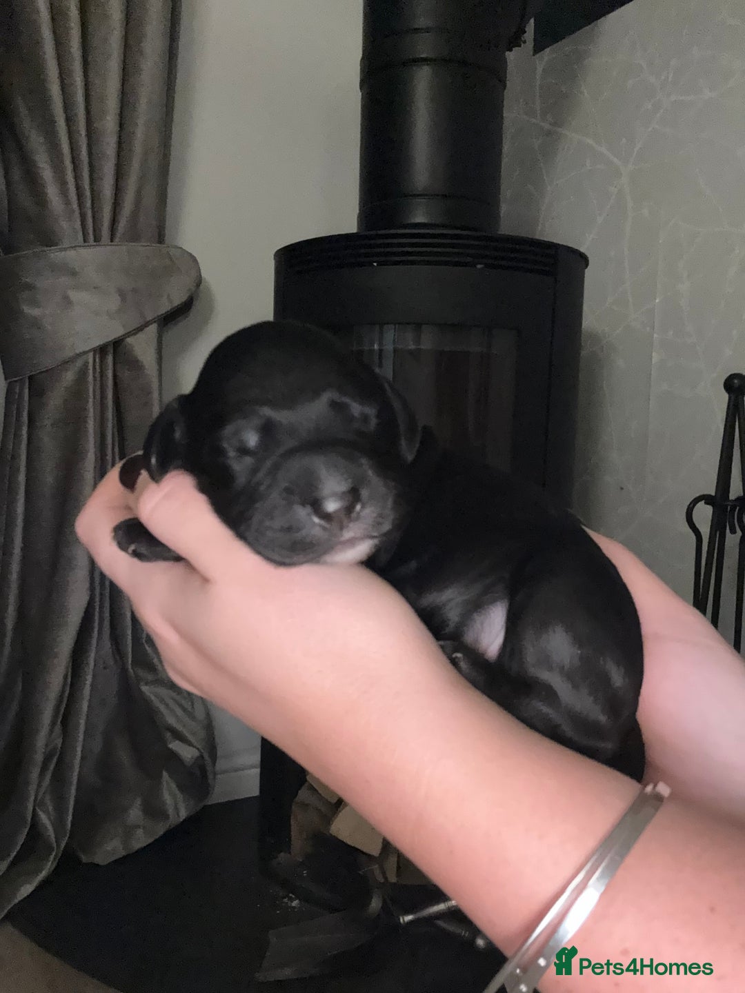 Cocker Spaniel dogs for sale: 7 cocker spaniel puppies for sale  - Advert 17