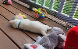 West Highland Terrier dogs for sale: Top import champion bred westies - Image 9