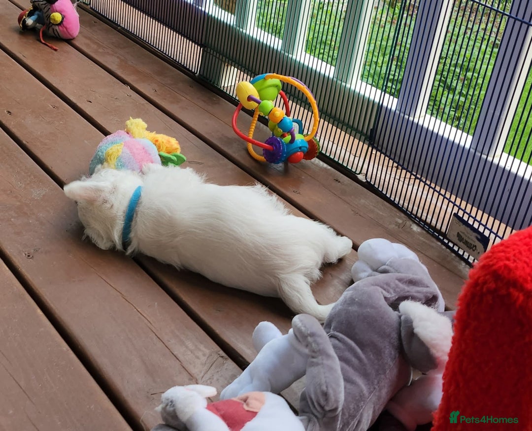 West Highland Terrier dogs for sale: Top import champion bred westies - Image 9