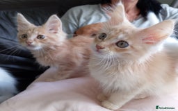 Maine Coon cats for sale: 4 Maine coon kittens white or ginger - Image 2