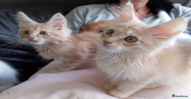 Maine Coon cats - Advert 11