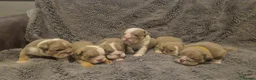 English Bulldog dogs for sale: ☆ showstopping stocky and Rare lilac tri pups ☆  - Advert 14