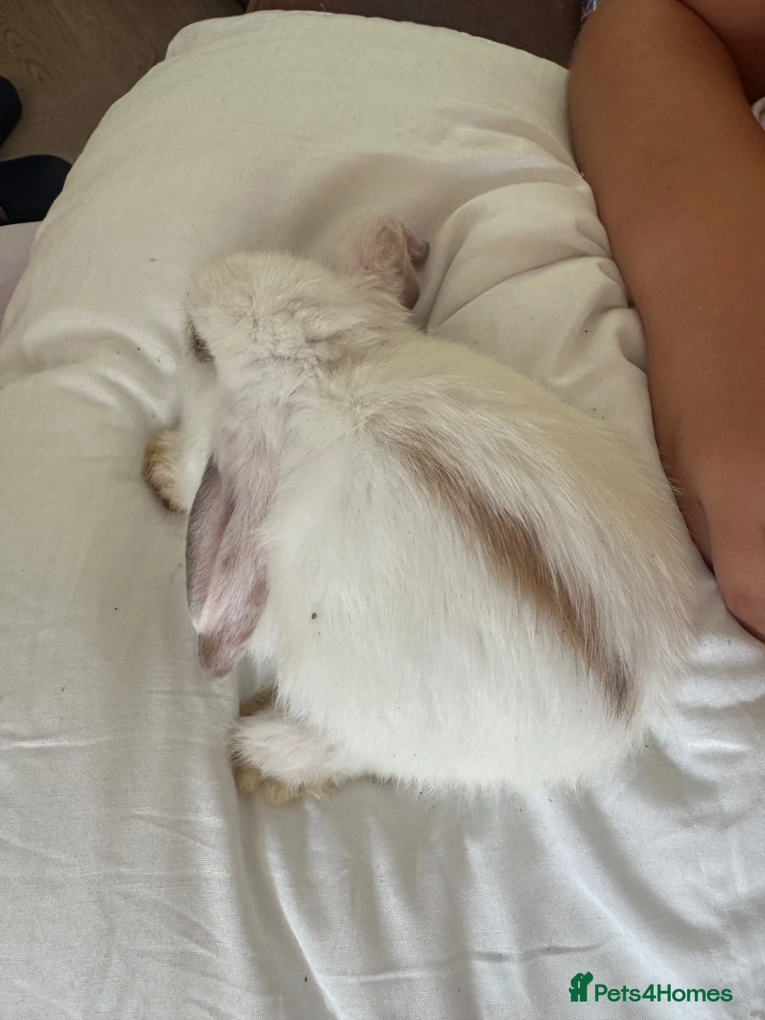 English Lop rabbits for sale: English lop bunnies  - Advert 22