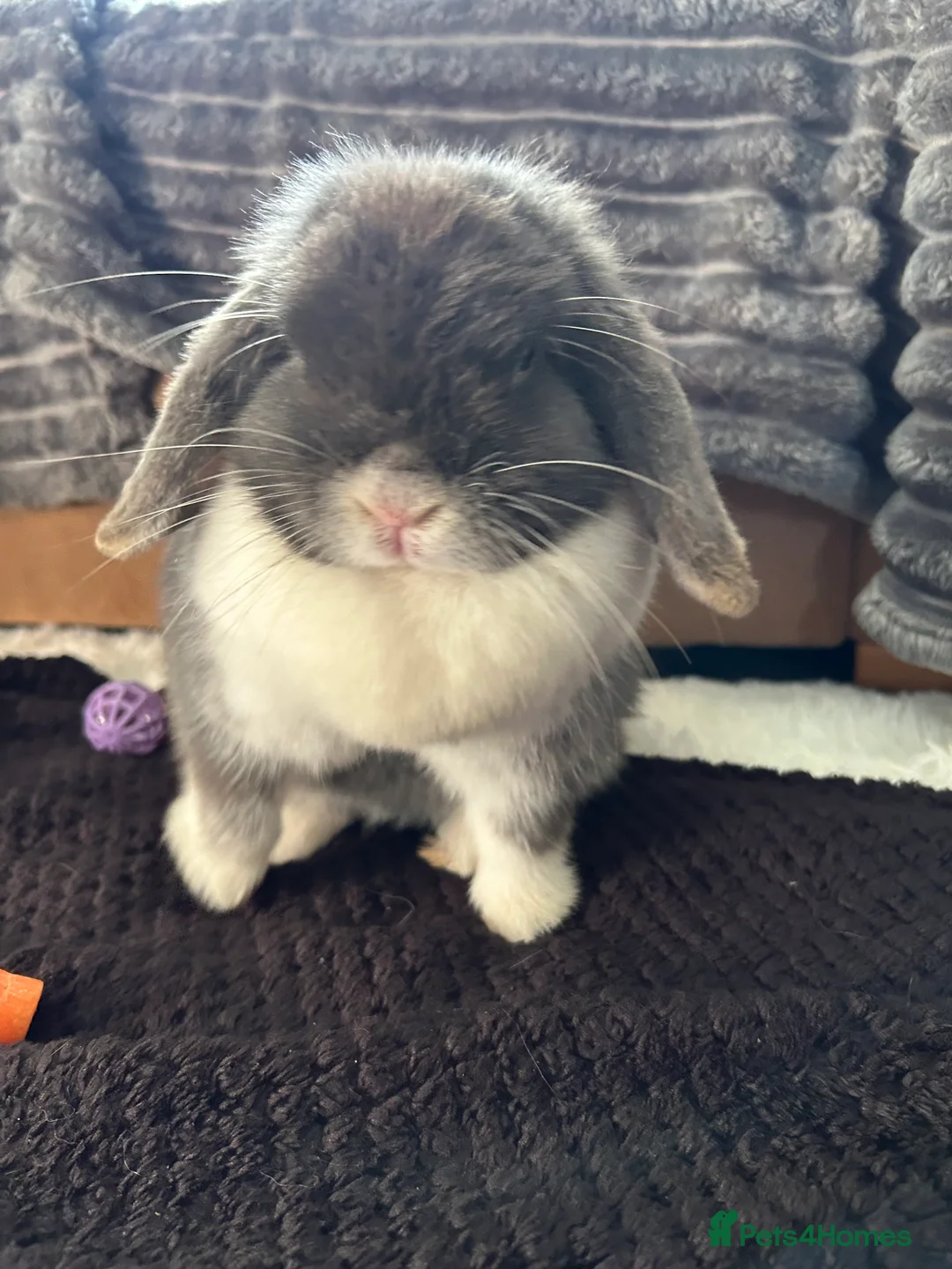 Mini Lop rabbits for sale: Adult Mini lops  - Advert 2