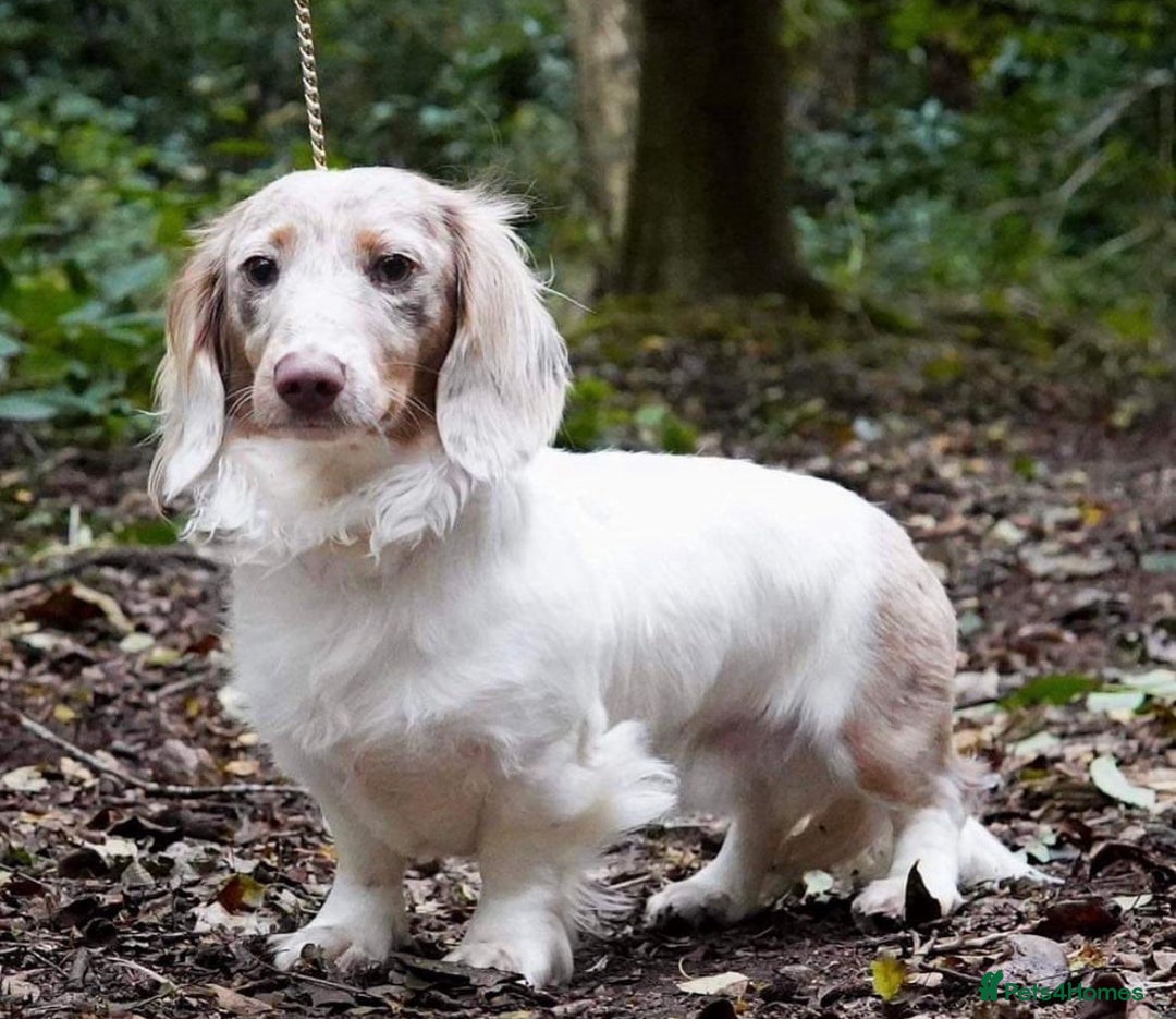 Miniature Dachshund dogs for sale: STUNNING SILKY MINI DACHSHUNDS! - Advert 4