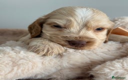 Cocker Spaniel dogs for sale: Show type cocker spaniels  - Image 8