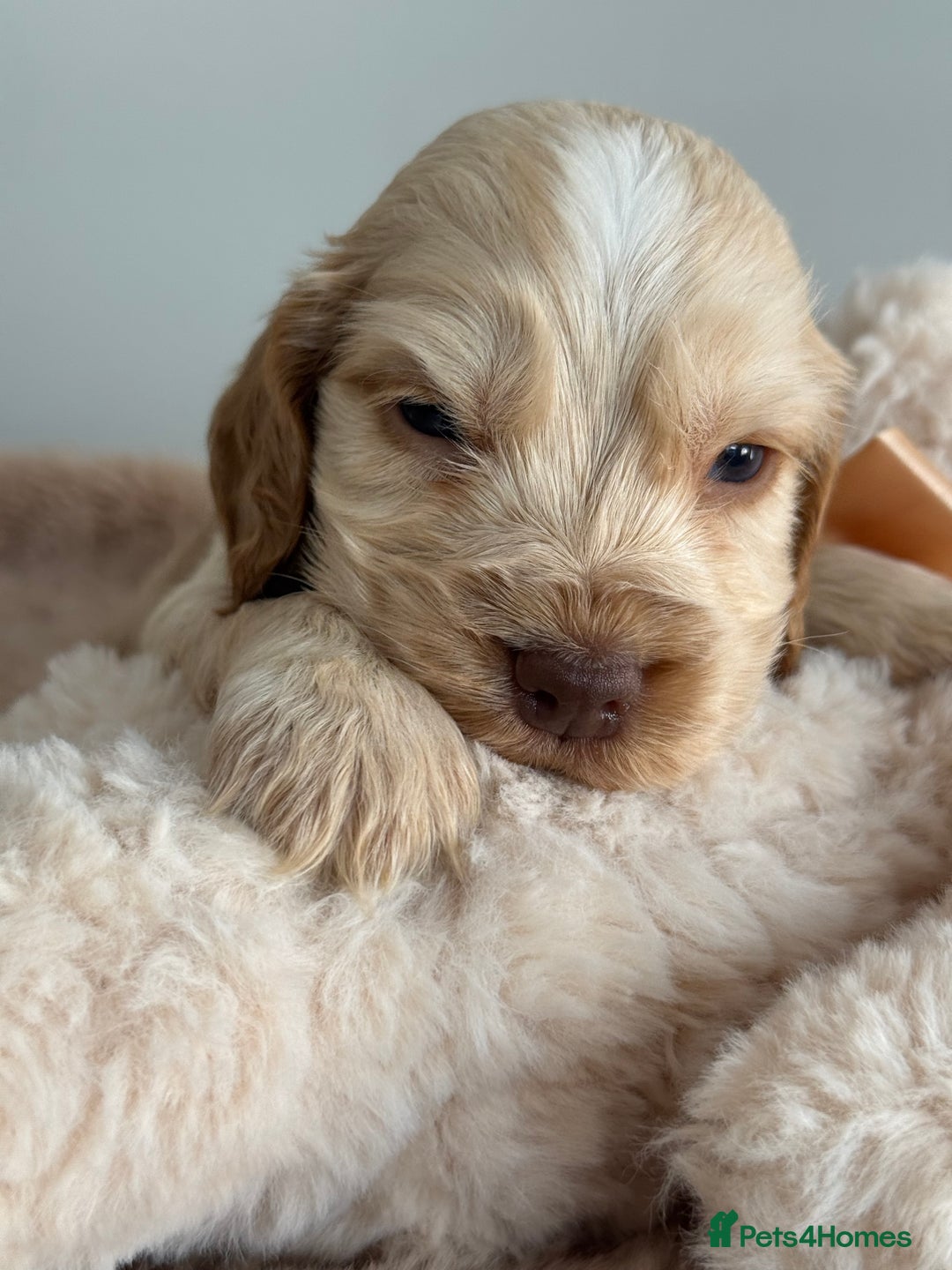 Cocker Spaniel dogs for sale: Show type cocker spaniels  - Image 8