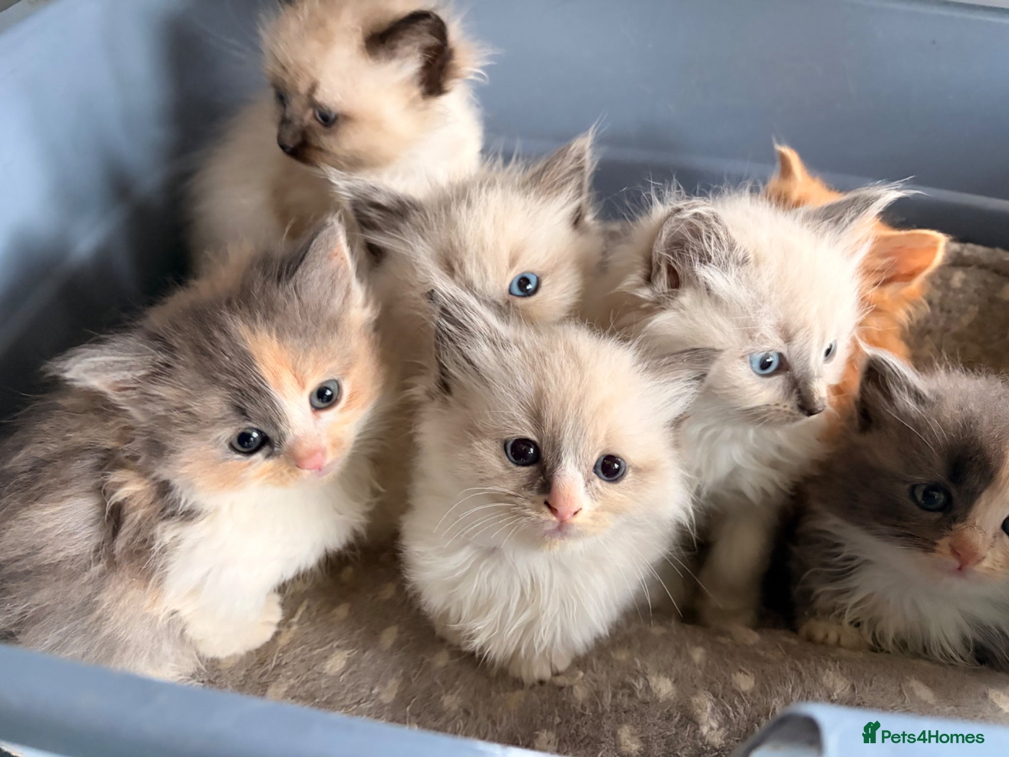 Ragdoll cats Gorgeous Ragdoll kittens  - Advert 2