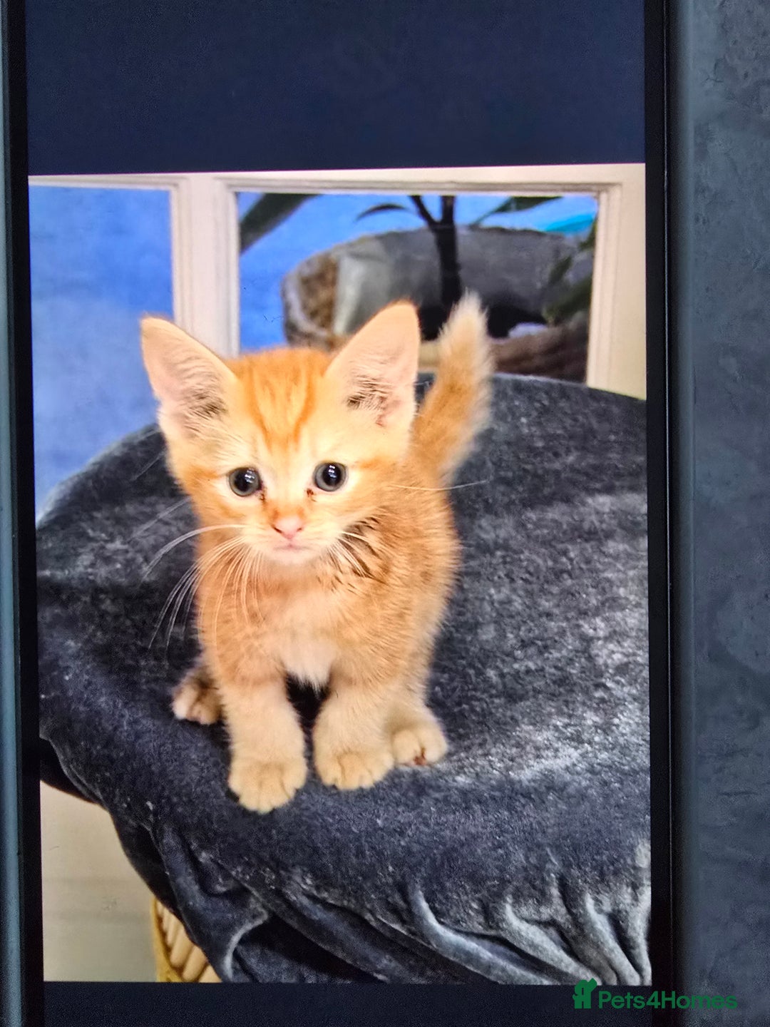 Mixed Breed cats for sale: Ginger kittens - Advert 20