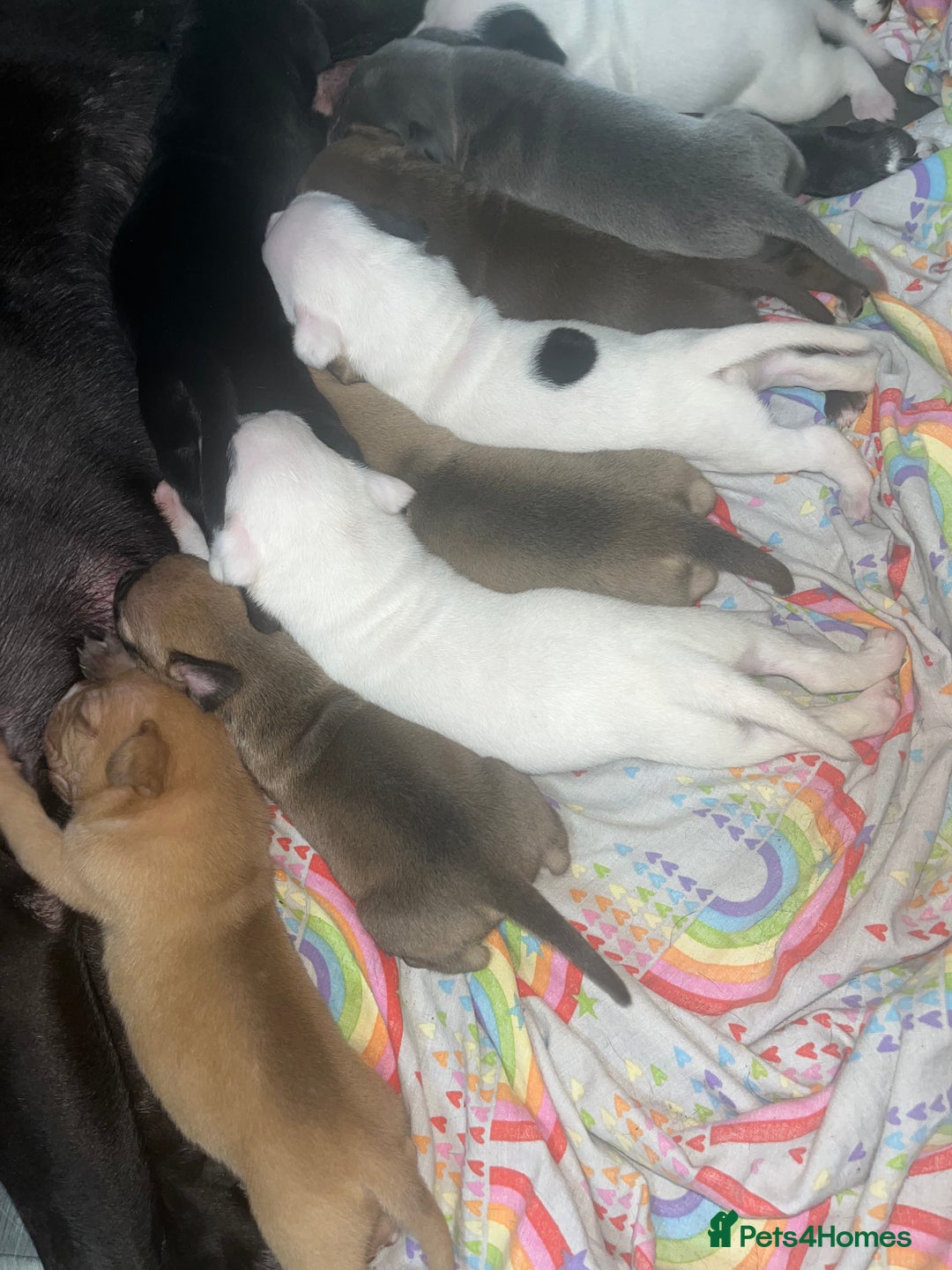 American Bull Staffy dogs for sale: Beautiful American bulldog x staff puppies   - Image 5